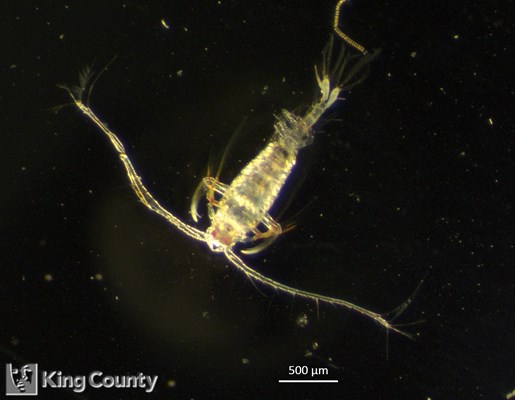 Photo of Tortanus sp.